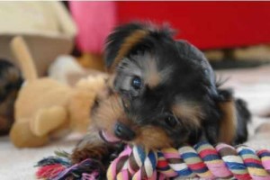 Tiny Tcup Yorkies