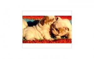 English Bulldog Puppies