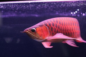 Wonderful Super Red Asian Arownas and Many Other Species for Sale