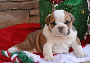 Adorable English Bulldog Puppies