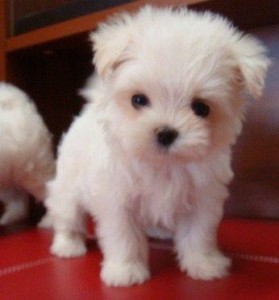 12 Weeks Old Maltese Puppies