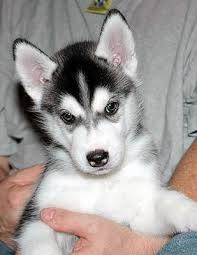 AKC-registered Siberian Husky Pups for Free