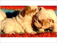 English Bulldog Puppies