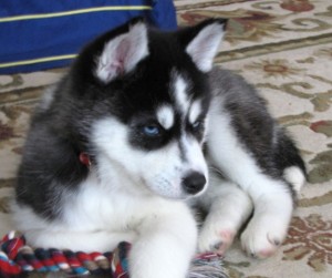 Siberian Husky Puppies for Adoption