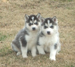 11 Weeks Old Siberian Huskies