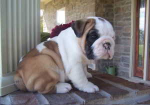 Beautiful English Bulldogs