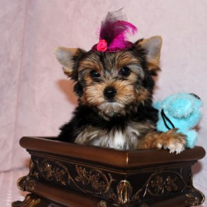 Beautiful Yorkshire Terrier Puppies Available