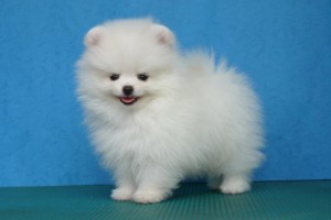 Pomeranian Puppy