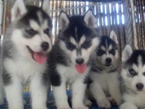 Intelligent Siberian Husky Puppies