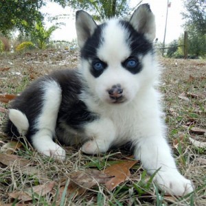 Two Beautiful Siberian Huskies