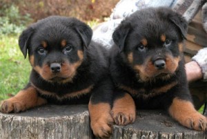 Male and Female Rottweilers