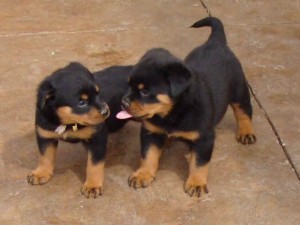 Cute Rottweiler Puppies for Adoption