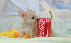 CHIHUAHUA PUREBRED REGISTERED PUPPIES( TEACUP SIZES)