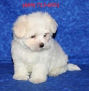 Purebred Maltese Pups