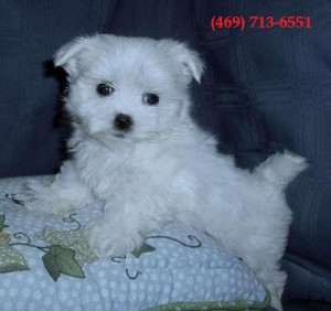 Beautiful White Teacup Maltese Puppies