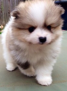 Female Pomeranian Puppy for Adoption