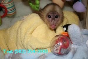 Capuchin Monkey for Rehoming