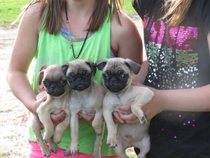 Cute Pug Puppies