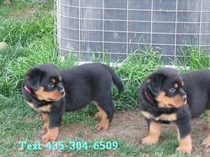 AKC-registered Rottweiler Pups