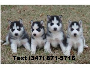 Home Trained Siberian Husky