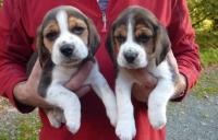 Beautiful Beagle Puppies For Sale