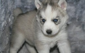 Affordable Male and Female Husky Puppies