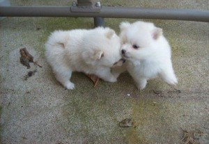 Beautiful All White Pomeranian Puppies