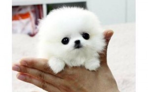 White Pomeranian Puppies