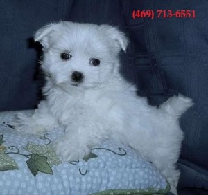 Pure White Teacup Maltese Puppies for Sale