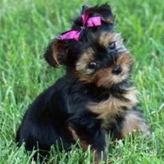 Yorkie Puppies for Adoption