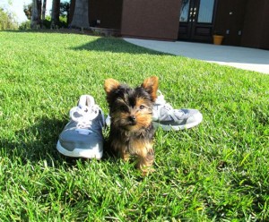 Yorkie Puppies for Free Adoption