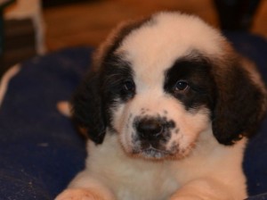 Beautiful LARGE St. Bernard Puppies