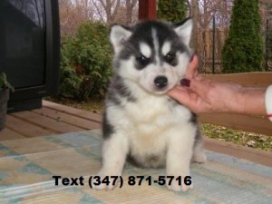 Adorable Siberian Husky Puppies