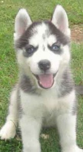 10 Weeks Old Siberian Husky Puppies