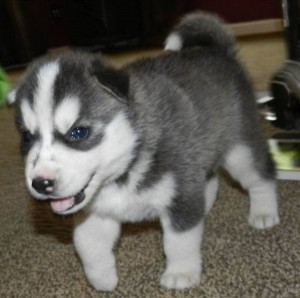 Siberian Husky Puppies Available for Free Adoption