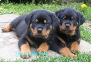 Rottweiler Pups