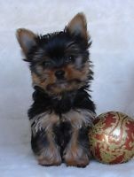 Yorkshire Terrier (Yorkie) Puppies