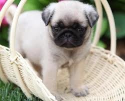 Registered Pug Puppies