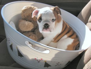 Well Trained English Bulldog Pupies