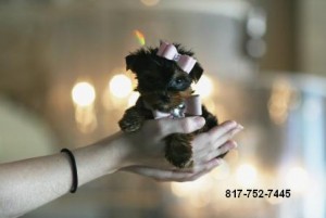 Female Micro AKC Yorkshire Terrier puppy