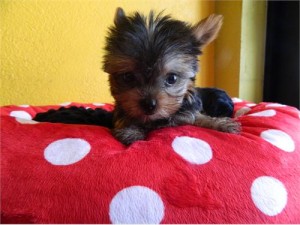 Healthy Yorkie Puppies For Re-homing