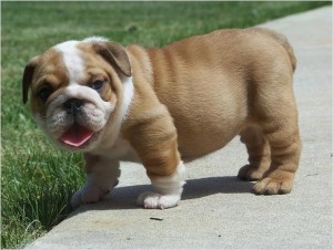 English Bulldog Puppies