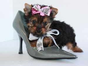 Quality Teacup Yorkie Female