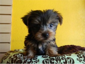 Two Yorkshire Terrier Puppies