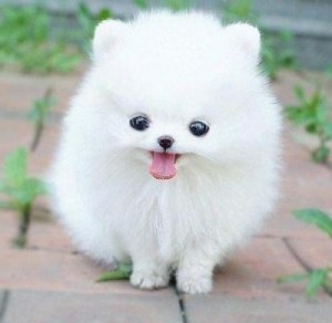 Pomeranian Pups for Adoption
