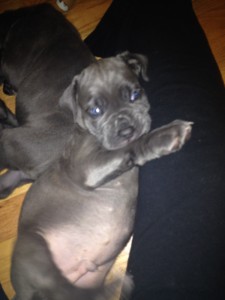 Neapolitan Mastiff Puppies