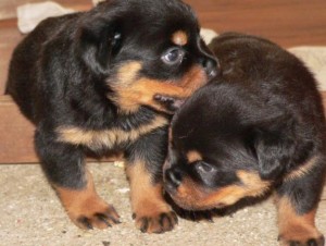 Rottweiler Puppies (AKC Registered)