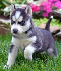 Blue Eyes Siberian Husky Puppies Available