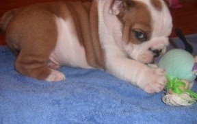 English Bulldog Puppy for Sale