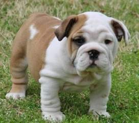 Rare English Bulldog Puppies